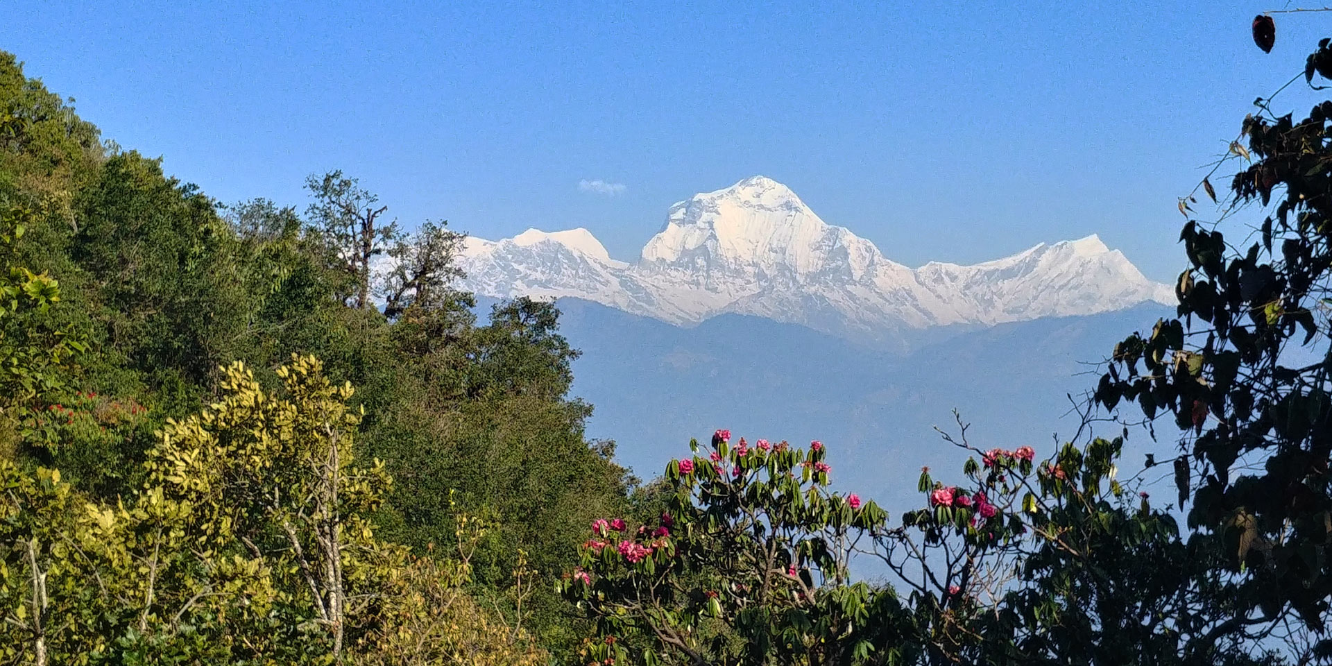 Mt Dhaulagiri from Panchase top on the Panchase trek in Nepal
