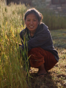 Woman Harvesting Barley in the lower parts of the Khumbu region of Nepal