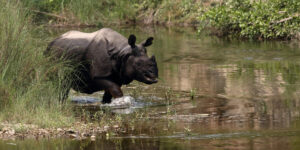 Greater one-horned rhinoceros in the Bardia National park in Nepal