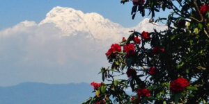 Rhododendron in bloom and Annapurna south in the background on the Panchase trek in Nepal