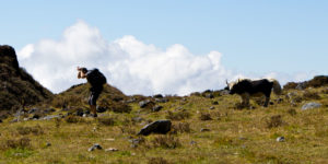 Trekker and a Dzo (Yak cross) on the South Base Camp trail of the Kanchenjunga trek in Nepal
