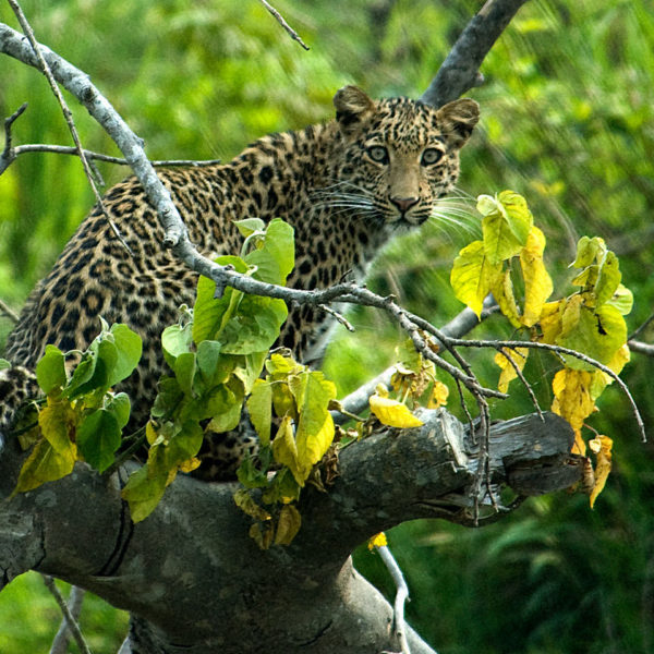 common leopard (Panthera pardus) seen in Bardia National park in western Nepal
