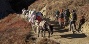 Riders giving way to mules on the trail to Tilicho BC on the Annapurna Circuit