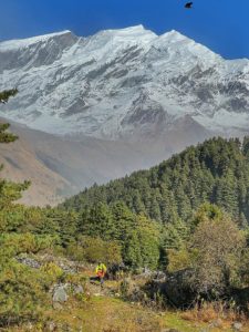 View of Tukuche peak 6920m from our trail below Lete on the Annapurna circuit